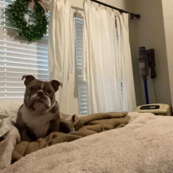 Arlo -  English Bulldog Dog for Adoption in Incline Village, Nevada - Arlo | PetCurious