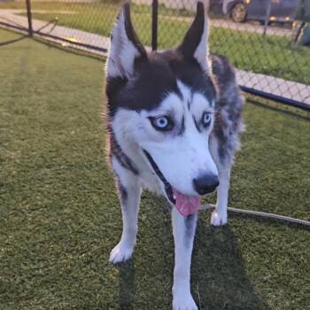 Coachella -  Husky Dog for Adoption in Philadelphia, Pennsylvania - Coachella | PetCurious