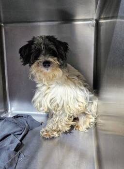River $500 -  Lhasa Apso and Havanese Dog for Adoption in West Milwaukee, Wisconsin - River $500 | PetCurious