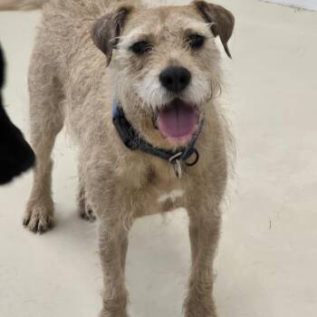 Rescue Fox Terrier Dogs for Adoption in Dandridge, Tennessee - Biscuit | PetCurious