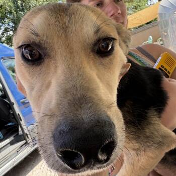 Rambo -  German Shepherd Dog and Mixed Breed Dog for Adoption in Austin, Texas - Rambo | PetCurious