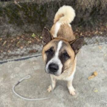Rescue Akita Dogs for Adoption in Philadelphia, Pennsylvania - Hustle | PetCurious