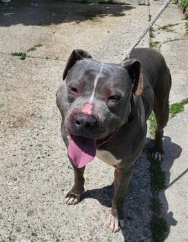 Pit Bull Terrier Dogs Available for Adoption in Dayton, Ohio - DANIMALS | PetCurious
