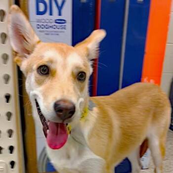 Rescue Husky and Shepherd Dogs for Adoption in Oklahoma City, Oklahoma - Shay | PetCurious