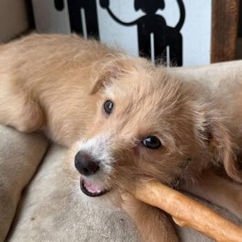 Audrey -  Mixed Breed Dog for Adoption in San Francisco, California - Audrey | PetCurious