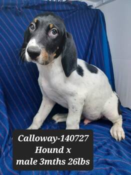 Calloway (foster needed) -  Coonhound and Hound Dog for Adoption in New York, New York - Calloway (foster Needed) | PetCurious