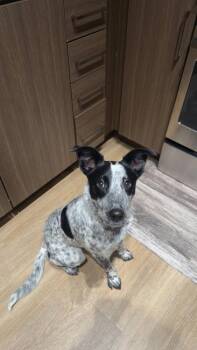 Australian Cattle Dog Blue Heeler Dogs Available for Adoption in Parker, Colorado - Oakely | PetCurious
