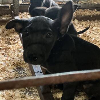 Darrin -  German Shorthaired Pointer and Mixed Breed Dog for Adoption in Durant, Oklahoma - Darrin | PetCurious