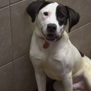 Pirate -  Hound and Mixed Breed Dog for Adoption in Springfield, Missouri - Pirate | PetCurious
