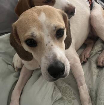 Chloe Grace -  Beagle Dog for Adoption in Odessa, Florida - Chloe Grace | PetCurious