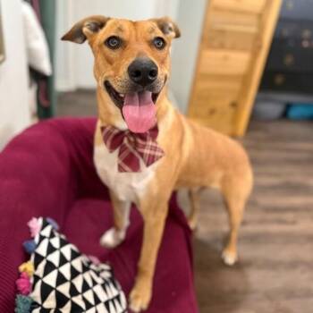 German Shepherd Dog and Labrador Retriever Dogs Available for Adoption - Ryder Your Adventure Buddy | PetCurious