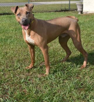 Rescue Mixed Breed Dogs for Adoption in Kingsland, Georgia - AJ | PetCurious