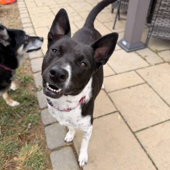 Cha-Cha Charlee -  Australian Cattle Dog Blue Heeler Dog for Adoption in Houston, Texas - Cha-Cha Charlee | PetCurious