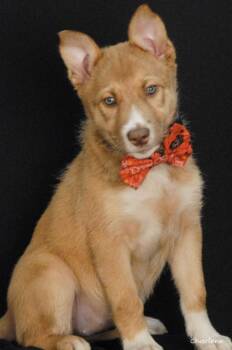 In N Out -  German Shepherd Dog Dog for Adoption in Newland, North Carolina - In N Out | PetCurious