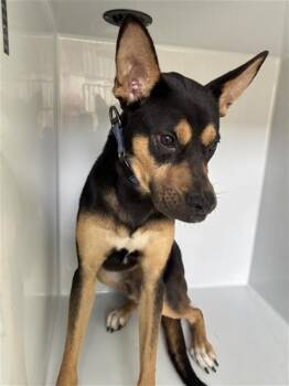 A661260 -  Doberman Pinscher and Mixed Breed Dog for Adoption in Houston, Texas - A661260 | PetCurious