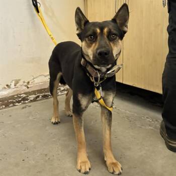 RILEY -  German Shepherd Dog and Australian Cattle Dog Blue Heeler Dog for Adoption in Camarillo, California - RILEY | PetCurious
