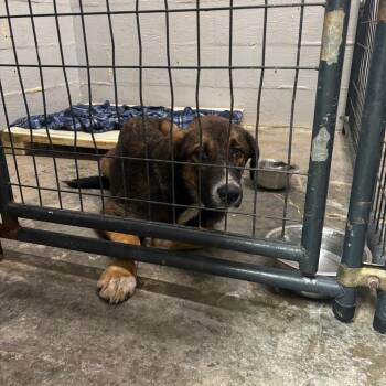 Meliodas -  Shepherd Dog for Adoption in Clanton, Alabama - Meliodas | PetCurious