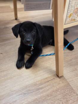 Boomer -  Mixed Breed Dog for Adoption in Kenosha, Wisconsin - Boomer | PetCurious