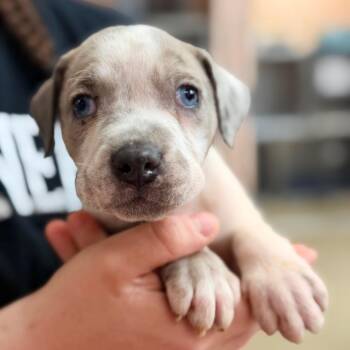 Catahoula Leopard Dog and Mixed Breed Dogs Available for Adoption in Columbus, Georgia - McRib | PetCurious