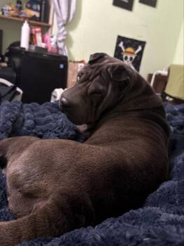 Shar Pei Dogs Available for Adoption in Lake Forest, California - Daisy (Calif) | PetCurious