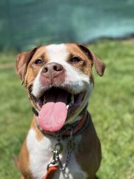Frankie -  Pit Bull Terrier Dog for Adoption in Billerica, Massachusetts - Frankie | PetCurious
