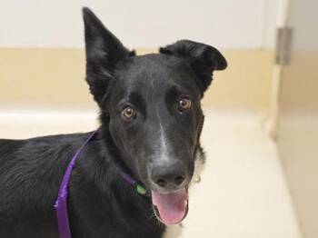George -  Border Collie and Mixed Breed Dog for Adoption in Portland, Oregon - George | PetCurious