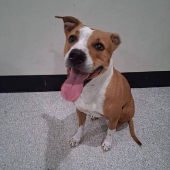 Baby -  Pit Bull Terrier and Boxer Dog for Adoption in Lake Havasu City, Arizona - Baby | PetCurious