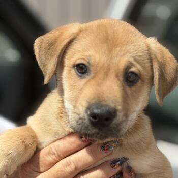 Serena -  Labrador Retriever Dog for Adoption in Midland, Texas - Serena | PetCurious