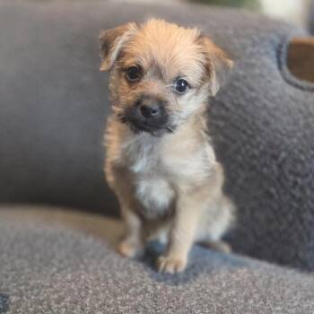 Betty -  Terrier and Border Terrier Dog for Adoption in San Diego, California - Betty | PetCurious