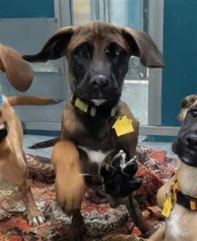 A476491 -  Black Mouth Cur and Mixed Breed Dog for Adoption in Oklahoma City, Oklahoma - A476491 | PetCurious