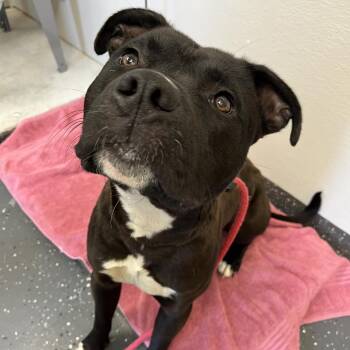 Mixed Breed Dogs Available for Adoption in Columbiana, Alabama - Vessel | PetCurious