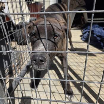 Torch -  Mixed Breed Dog Available for Adoption in Pagosa Springs, Colorado - Torch | PetCurious