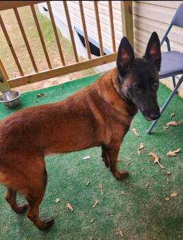 Mallory the Malinois located in South Carolina -  Belgian Shepherd Malinois Dog for Adoption in Imlay City, Michigan - Mallory The Malinois Located In South Carolina | PetCurious