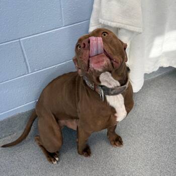 Pit Bull Terrier Dogs Available for Adoption - Ike | PetCurious