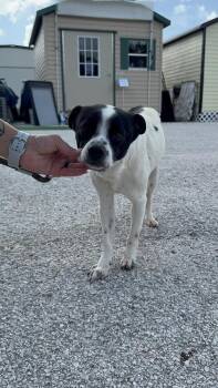Rat Terrier Dogs Available for Adoption in Lakeland, Florida - Chunk | PetCurious