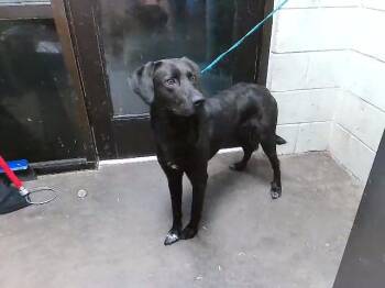 Labrador Retriever and Mixed Breed Dogs Available for Adoption - BALTON | PetCurious