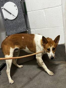 A573515 -  German Shepherd Dog and Mixed Breed Dog for Adoption - A573515 | PetCurious