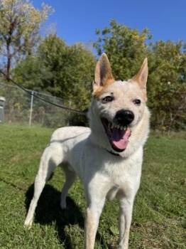 Mandible -  Fox Terrier and Mixed Breed Dog for Adoption in Mason, Michigan - Mandible | PetCurious
