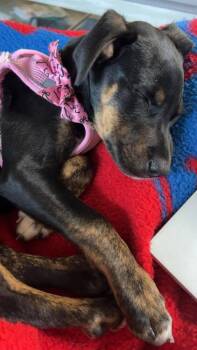 Labrador Retriever and Collie Dogs Available for Adoption - Satin | PetCurious