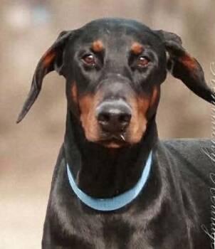 Doberman Pinscher Dogs Available for Adoption in Newport, Kentucky - Sassy | PetCurious