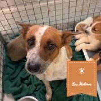Rocky -  Cattle Dog Dog for Adoption in Chico, California - Rocky | PetCurious