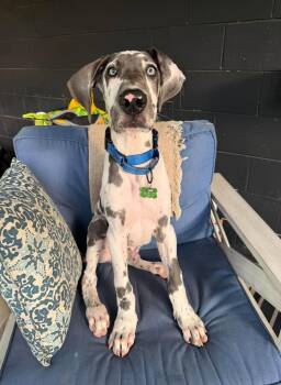 Elton - available early Oct -  Great Dane Dog for Adoption in Newport, New Hampshire - Elton - Available Early Oct | PetCurious