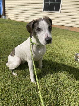 Rescue Labrador Retriever and Hound Dogs for Adoption in Chatham, Virginia - Athena | PetCurious