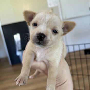 Mixed Breed Dogs Available for Adoption in Leander, Texas - Chicken Tender | PetCurious