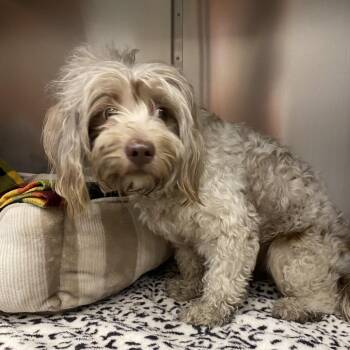 Maltese and Poodle Dogs Available for Adoption in Westminster, California - WAGS-Stray-21424 | PetCurious