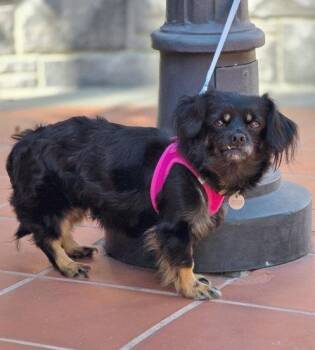 Moana -  Cavalier King Charles Spaniel and Dachshund Dog for Adoption in Anaheim, California - Moana | PetCurious