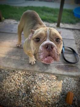 Lucas -  Mixed Breed Dog for Adoption in West Chester, Pennsylvania - Lucas | PetCurious