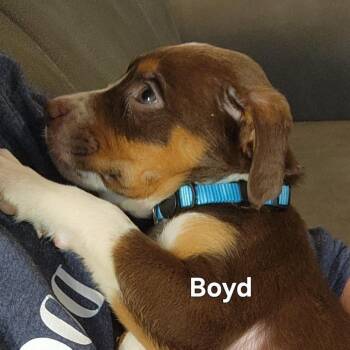 Shepherd and Mixed Breed Dogs Available for Adoption in Normal, Illinois - Boyd | PetCurious