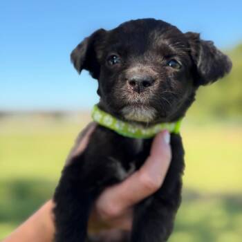 Darling Darla -  Flat Coated Retriever and Black Labrador Retriever Dog for Adoption in New Orleans, Louisiana - Darling Darla | PetCurious