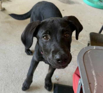 Rescue Labrador Retriever Dogs for Adoption in Grand Bay, Alabama - Maxie | PetCurious